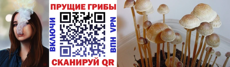 Псилоцибиновые грибы Psilocybine cubensis  Верещагино 